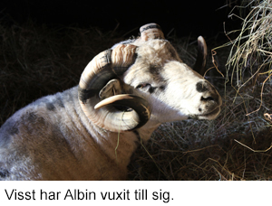 Albin vuxen.jpg